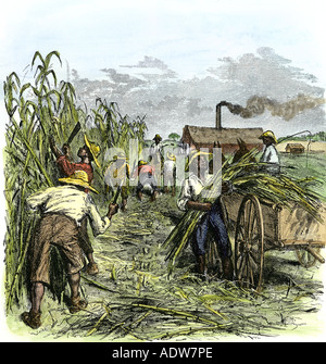 Esclaves noirs de la canne à sucre la récolte sur une plantation dans le sud des États-Unis des années 1800. À la main, gravure sur bois Banque D'Images