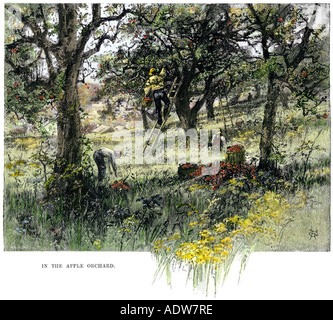 Les agriculteurs la cueillette des pommes à l'automne 1800. À la main, gravure sur bois Banque D'Images