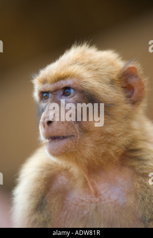 Macaque de Barbarie (Macaca sylvanus) aka Gibraltar ape Banque D'Images