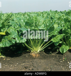 Plante adulte de la betterave Beta vulgaris avec haut de racine pivotante montrant Banque D'Images