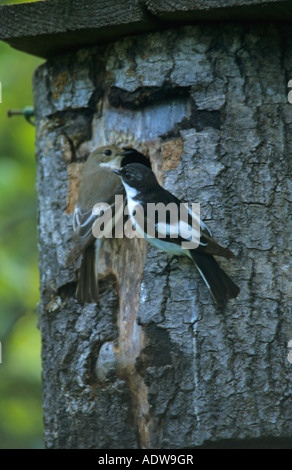 Pied Flycatcher Ficedula hypoleuca mâle et femelle perché sur une boîte du nid sur un arbre en Finlande l'Europe Banque D'Images