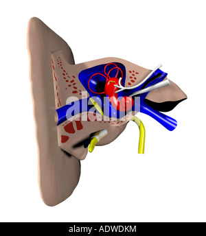 Anatomie de l'oreille Banque D'Images