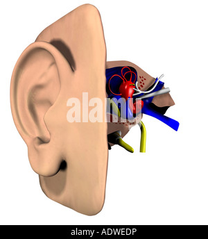 Anatomie de l'oreille Banque D'Images