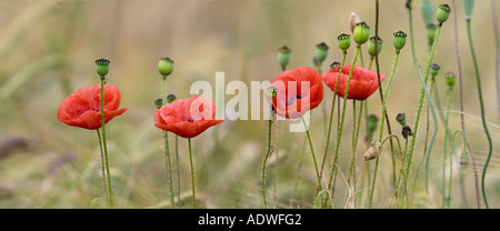 Papaver rhoeas. Ligne de coquelicots dans un champ de blé dans la campagne anglaise Banque D'Images