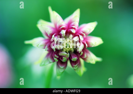 Aquilegia vulgaris var. stellata Nora Barlow. L'ancolie Nora Barlow Banque D'Images