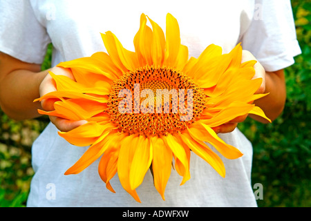 Sur les mains de tournesol (Helianthus annuus) Banque D'Images