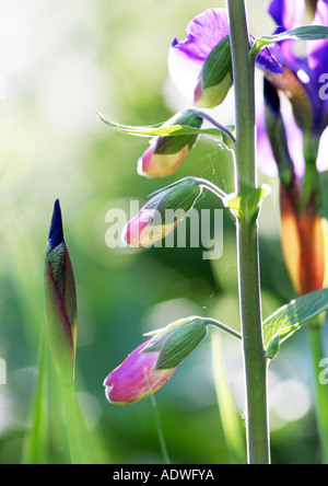 Digitalis purpurea. Foxglove et iris bleu fleur de soleil Banque D'Images