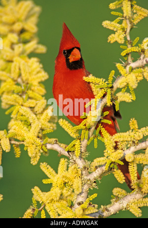 Cardinal rouge Cardinalis cardinalis mâle sur l'Blackbrush en fleurs d'Acacia Acacia rigidula Lake Corpus Christi Texas USA Banque D'Images