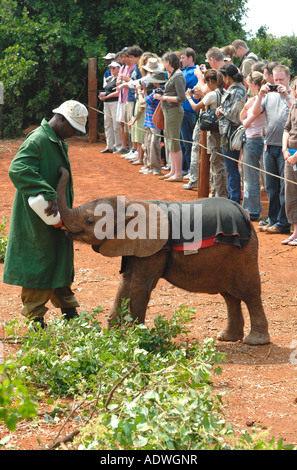 Un jeune veau éléphant bouteille d'être nourris avec du lait à l'Orphelinat de David Sheldrick près de Parc National de Nairobi Kenya Banque D'Images