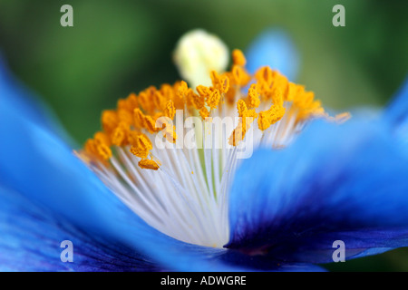 Meconopsis x sheldonii Lingholm. Détail des étamines bleu Bergamot Banque D'Images