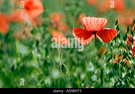 Papaver rhoeas. Coquelicots dans entre les cultures. L'Oxfordshire, Angleterre. Banque D'Images