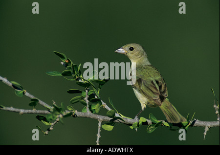 Passerina ciris Painted Bunting female Starr County Rio Grande Valley Texas USA Mai 2002 Banque D'Images