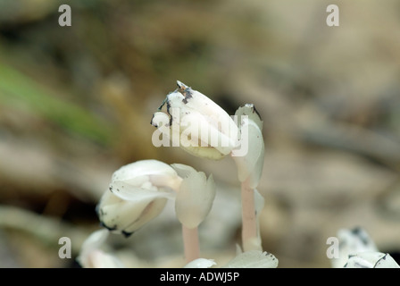 Indian Pipe Monotropa uniflora- -dans une forêt de la Nouvelle-Angleterre Banque D'Images