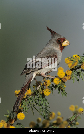 Pyrrhuloxia Cardinalis sinuatus floraison mâle sur l'Huisache Acacia Starr County Rio Grande Valley Texas USA Banque D'Images