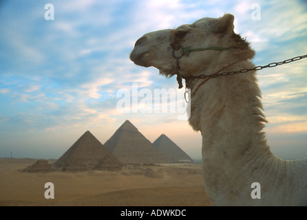 L'ossature de la tête de chameau pyramides de Gizeh, près du Caire Egypte Banque D'Images