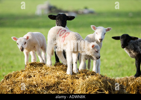 Stanway agneaux dans Gloucestershire Royaume Uni Banque D'Images