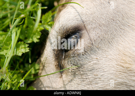 Fly sur chevreuil mort s eye que le cadavre se trouve en bordure de l'Oxfordshire Charlbury United Kingdom Banque D'Images