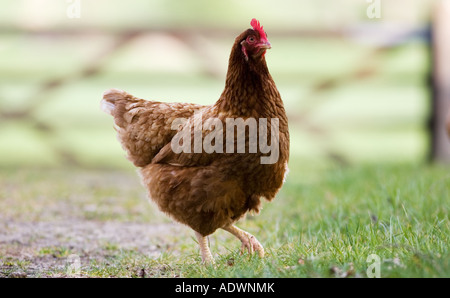 Free Range hen Chedworth Gloucestershire Royaume Uni Banque D'Images