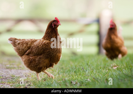 Free Range hen Chedworth Gloucestershire Royaume Uni Banque D'Images