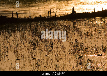 Les canards et les canetons dans Prairie inondée Oxfordshire England Royaume-Uni Banque D'Images