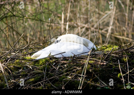 Cygne tuberculé, une femme endormie sur son nid de mousse et de brindilles les Cotswolds Gloucestershire Donnington Angleterre Royaume-Uni Banque D'Images