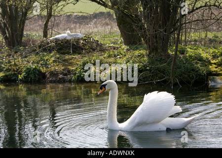 Cygne tuberculé mâle femelle protège nichant sur l'île dans le milieu du lac les Cotswolds Gloucestershire Donnington UK Banque D'Images