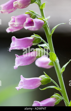 Digitales dans un pays jardin Swinbrook Oxfordshire Royaume-Uni Banque D'Images