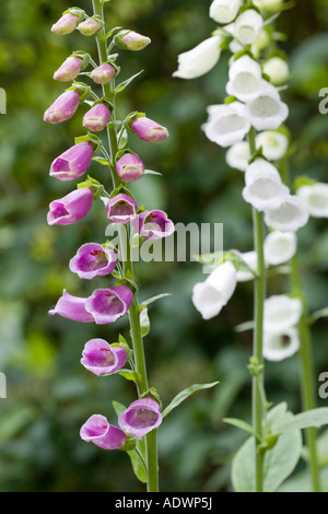 Digitales dans un pays jardin Swinbrook Oxfordshire Royaume-Uni Banque D'Images