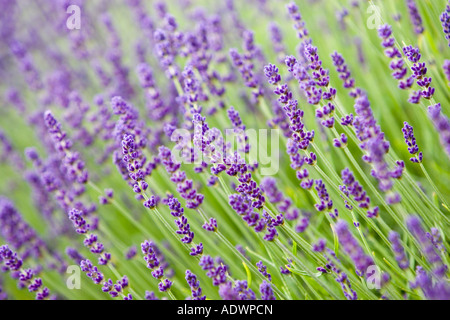 Snowshill lavender Gem impériale le Worcestershire Royaume-uni les Cotswolds Banque D'Images