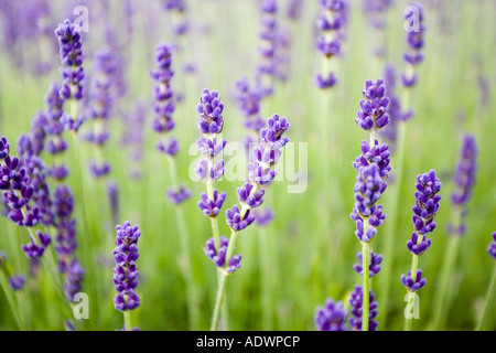 Snowshill lavender Gem impériale le Worcestershire Royaume-uni les Cotswolds Banque D'Images