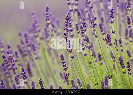 Snowshill lavender Gem impériale le Worcestershire Royaume-uni les Cotswolds Banque D'Images