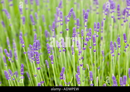 Snowshill lavender Gem impériale le Worcestershire Royaume-uni les Cotswolds Banque D'Images