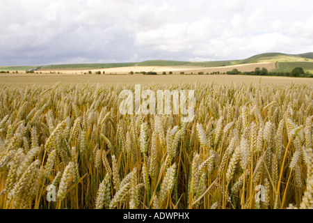 Champ de blé dans la région de Marlborough Downs Wiltshire, Angleterre, Royaume-Uni Banque D'Images