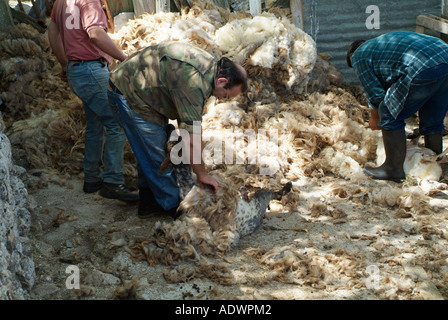 Dans la tonte des moutons à Ithaca Kathara monastère en Grèce Banque D'Images