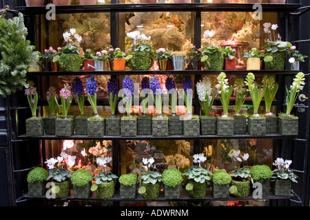 L'affichage de la fenêtre à un fleuriste près du Boulevard Saint Germain Paris France Banque D'Images