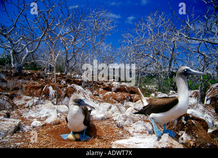 Pieds rouges bleu oiseaux protéger leurs oeufs sur des îles Galapagos Équateur Banque D'Images