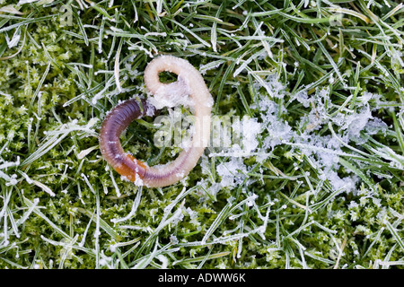 Mort de vers de terre sur l'herbe couverte de givre Swinbrook Oxfordshire Royaume-Uni Banque D'Images