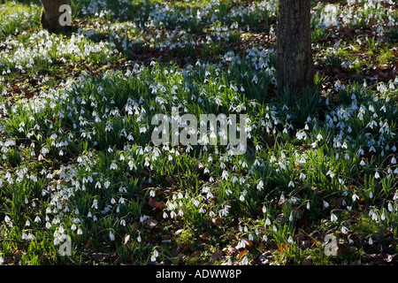 Perce-neige sur sol de la forêt dans l'Oxfordshire England Royaume-Uni forestiers Banque D'Images