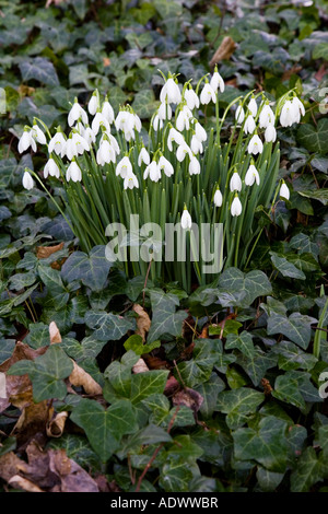 Perce-neige croître parmi les Ivy dans l'Oxfordshire England Royaume-Uni forestiers Banque D'Images