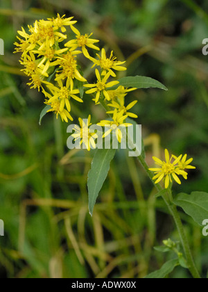 Solidago virgaurea Verge d'or, Banque D'Images