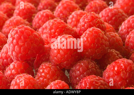 Raspeberries exposés à la vente Banque D'Images