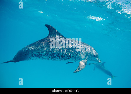 Les Dauphins tachetés de l'Atlantique Stenella frontalis Mer des Caraïbes Bahamas Banque D'Images