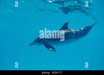 L'Atlantique dauphin tacheté Stenella frontalis, mer des Caraïbes Bahamas Banque D'Images
