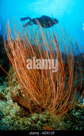 Corail Rouge avec silhouette d'une personne en arrière-plan, low angle view Banque D'Images