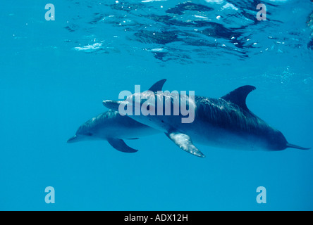 Les Dauphins tachetés de l'Atlantique Stenella frontalis Mer des Caraïbes Bahamas Banque D'Images