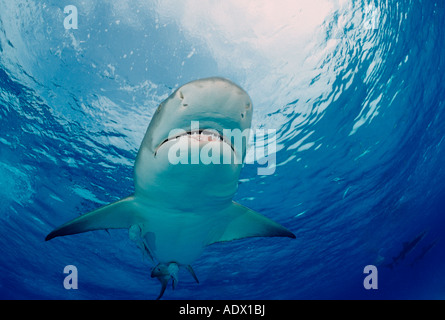 Requin citron Negaprion brevirostris Atlantic Mer des Caraïbes Bahamas Banque D'Images