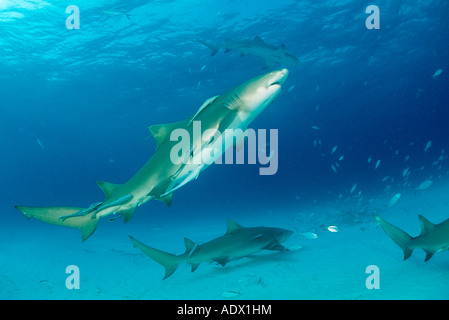 Les requins citron Negaprion brevirostris Atlantic Mer des Caraïbes Bahamas Banque D'Images