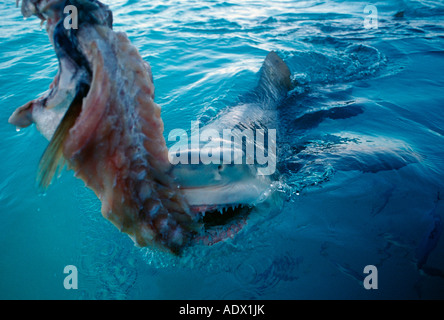 Requin citron Negaprion brevirostris Atlantic Mer des Caraïbes Bahamas Banque D'Images