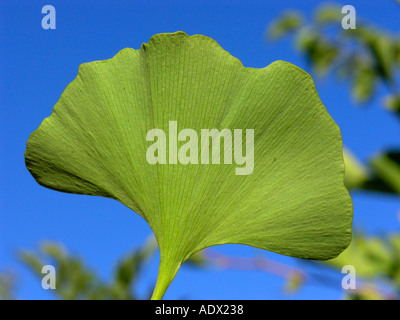 Le Ginkgo biloba Banque D'Images