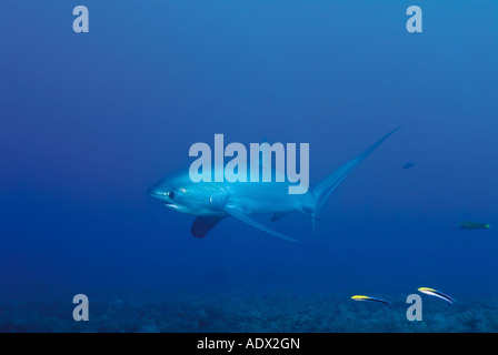 Alopias vulpinus commun requin Pacifique Philippines Banque D'Images